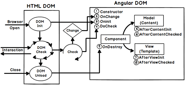 Angular component life cycle diagram created during ...