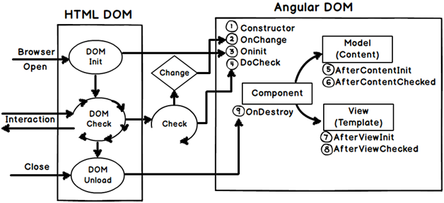 Angular component life cycle diagram created during training in mumbai 